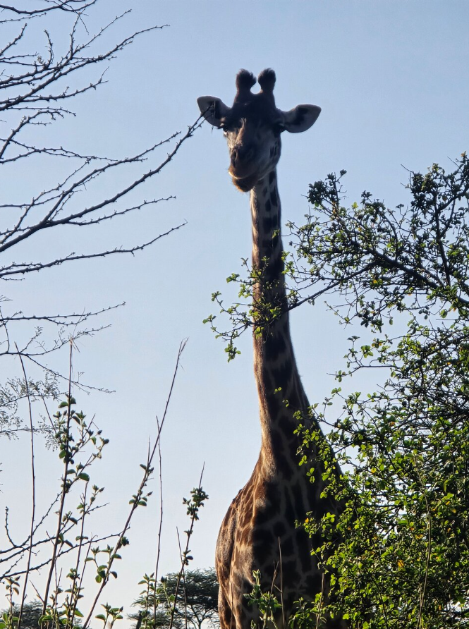 4 dias Lago Manyara NP, Serengeti NP e cratera Ngorongoro imagem da galeria 8
