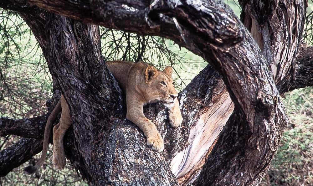 5-Day Lake Manyara, Ngorongoro, Serengeti & Tarangire Tanzania safari package