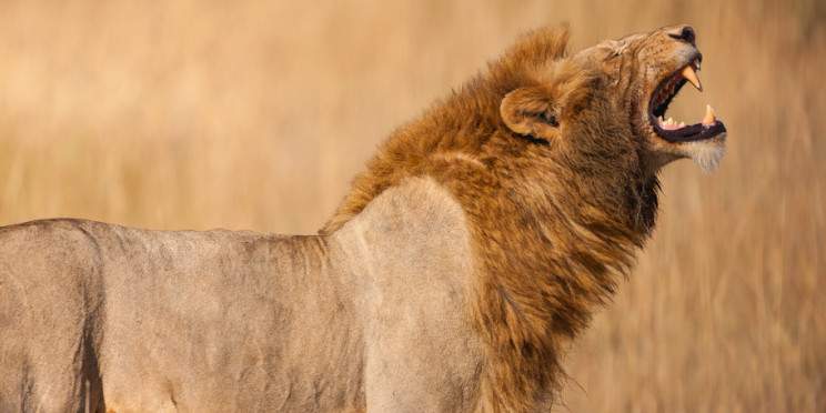 Lions