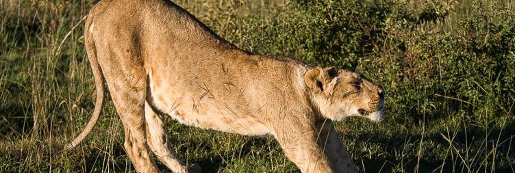 8-Day Best Great Migration Safari Ngorongoro -Serengeti Tanzania safari package