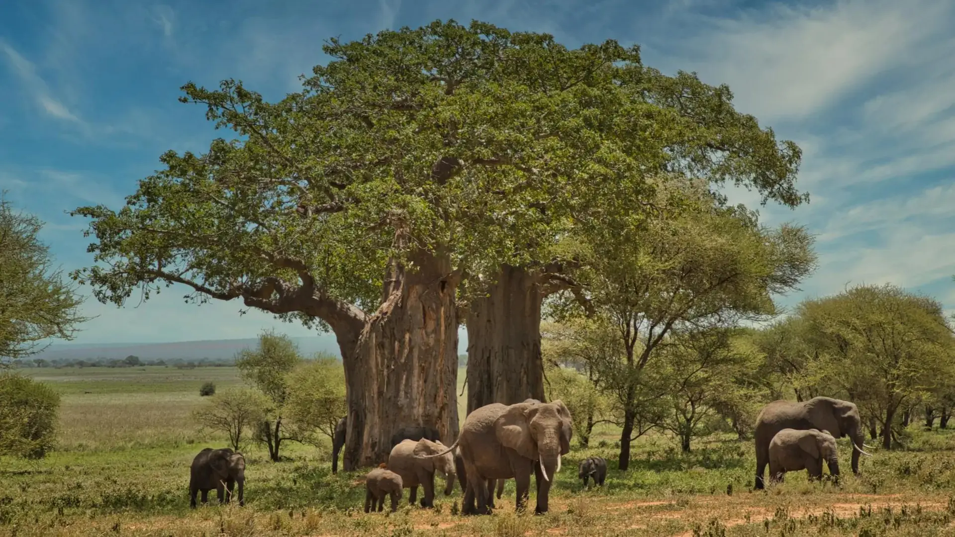 4 dias Lago Manyara NP, Serengeti NP e cratera Ngorongoro imagem da galeria 1