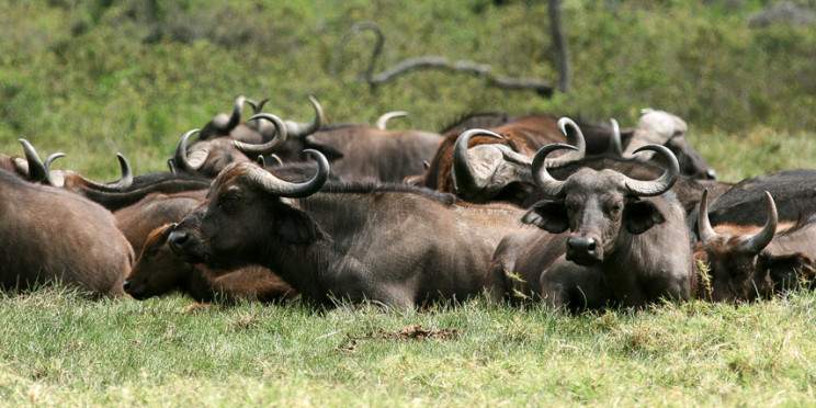 Ngorongoro Crater