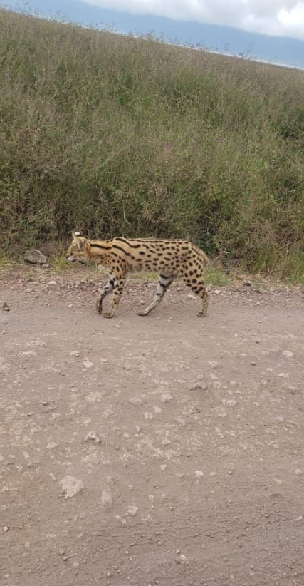 5-tägige Manyara-, Ngorongoro-, Serengeti- und Tarangire-Tour Galeriebild 3