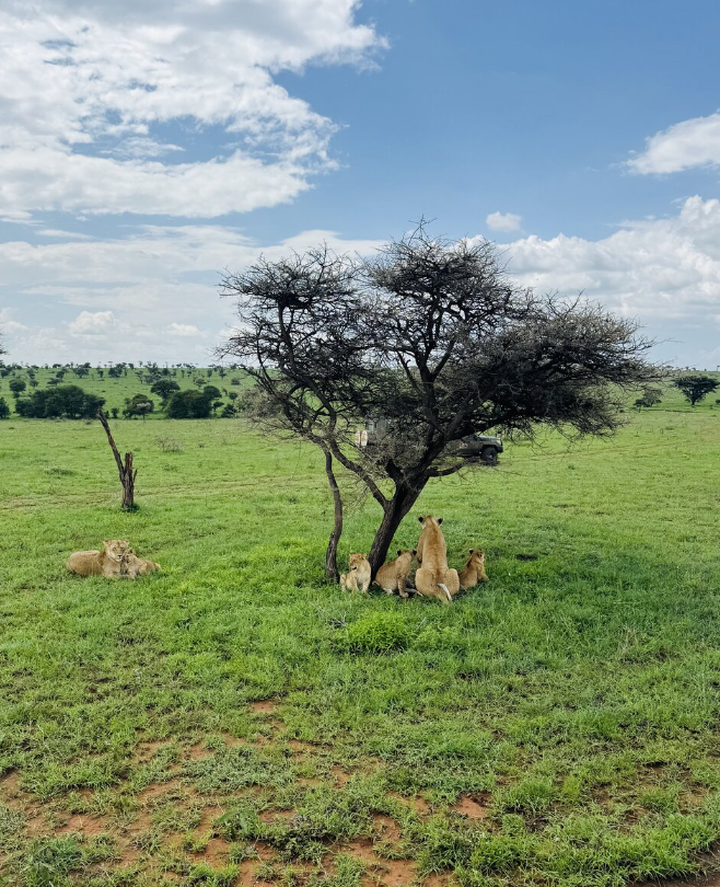 5-tägige Manyara-, Ngorongoro-, Serengeti- und Tarangire-Tour Galeriebild 4