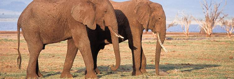 Elephants