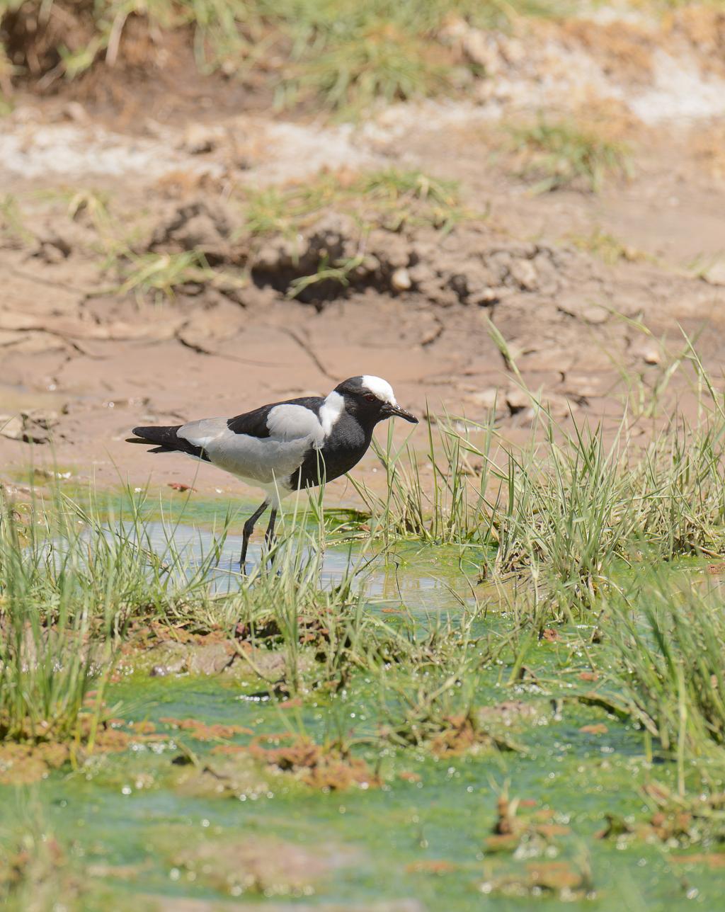 Águila pescadora africana