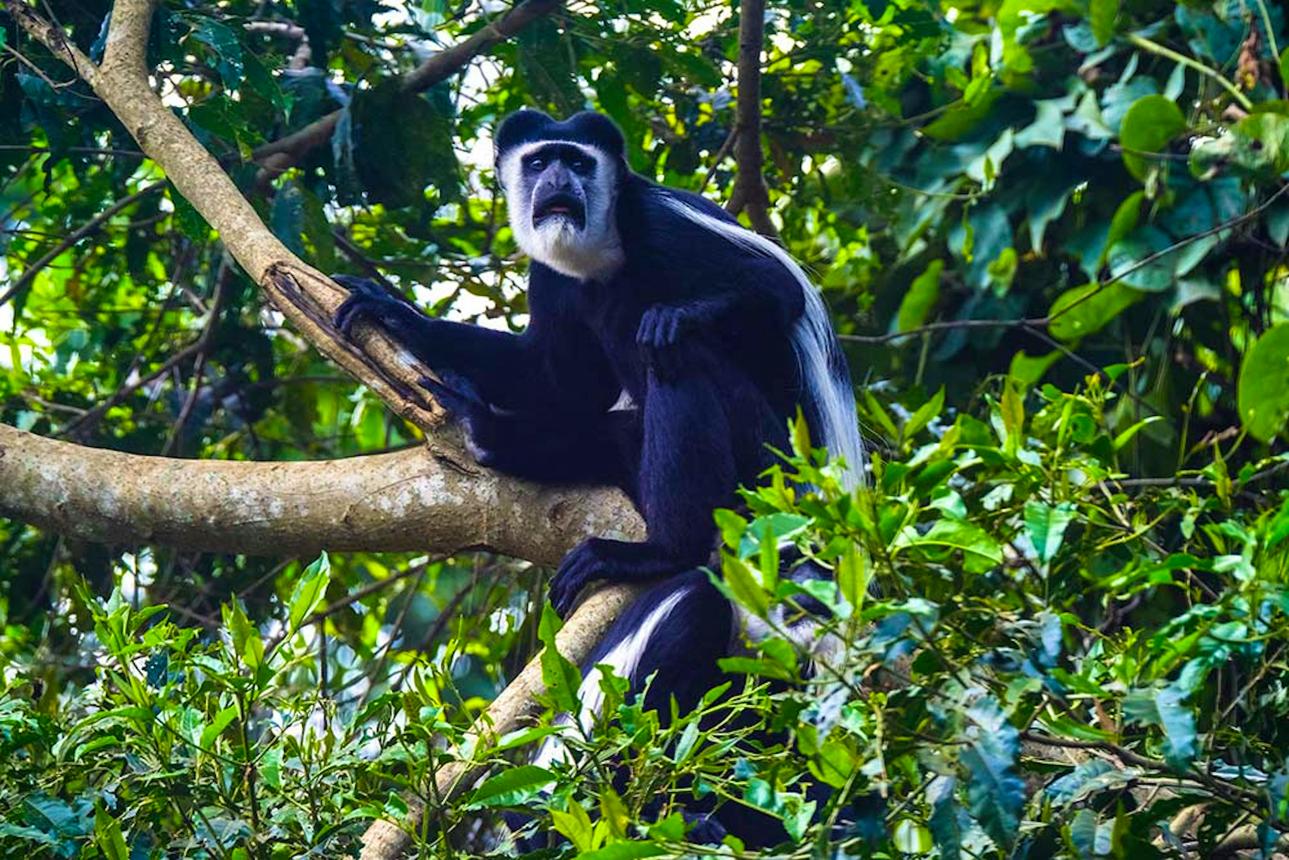 Singe colobe