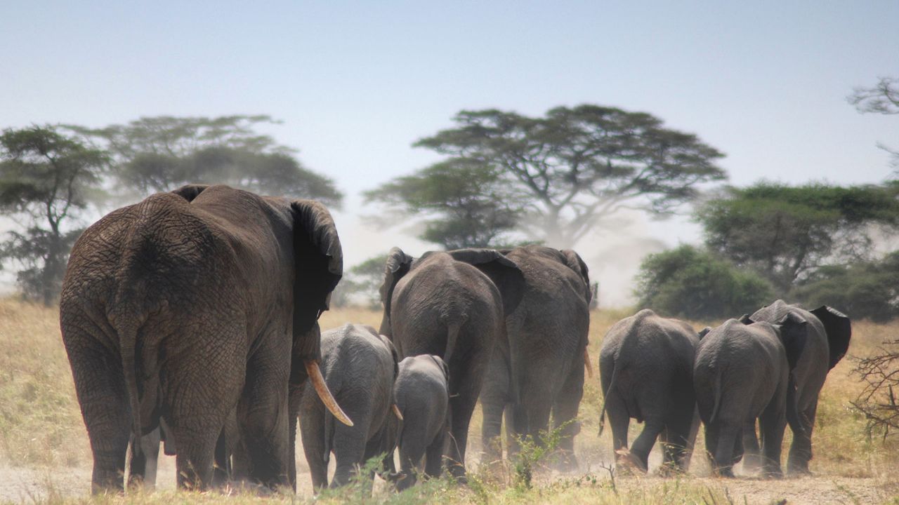 Elephants