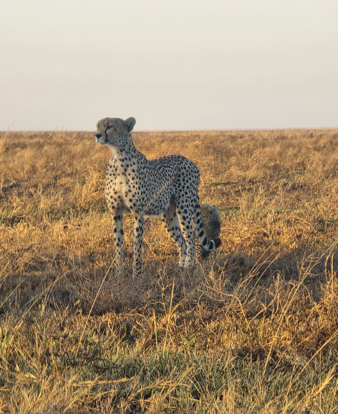 5-tägige Manyara-, Ngorongoro-, Serengeti- und Tarangire-Tour Galeriebild 5