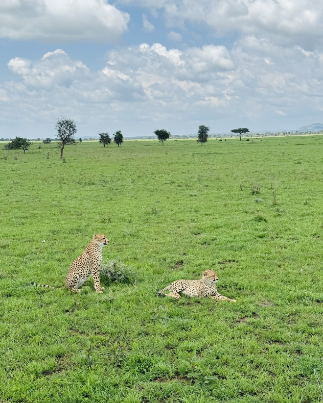 3-Day Ngorongoro Crater & Serengeti NP Tour gallery image 8