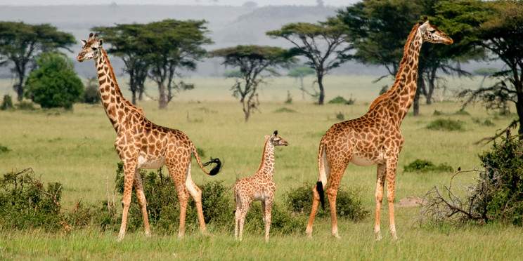 6-Day Big Five & Great Plains Safari Tanzania safari package