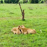 4-tägiger Tarangire-, Serengeti-Nationalpark- und Ngorongoro-Naturschutz Galeriebild 6