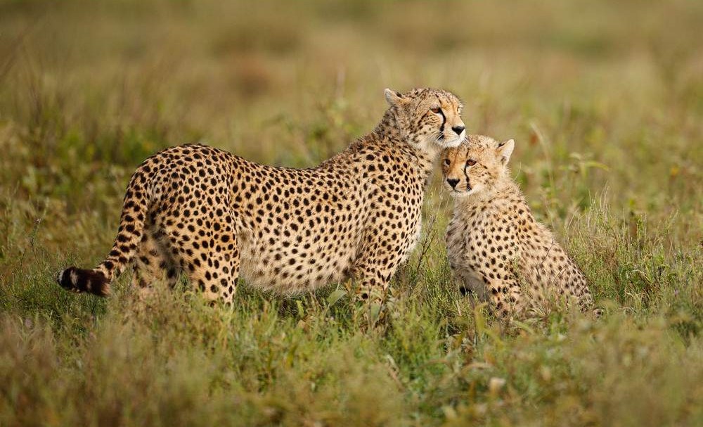 4-Day Ndutu Wildebeest Calving Season Safari Tanzania safari package