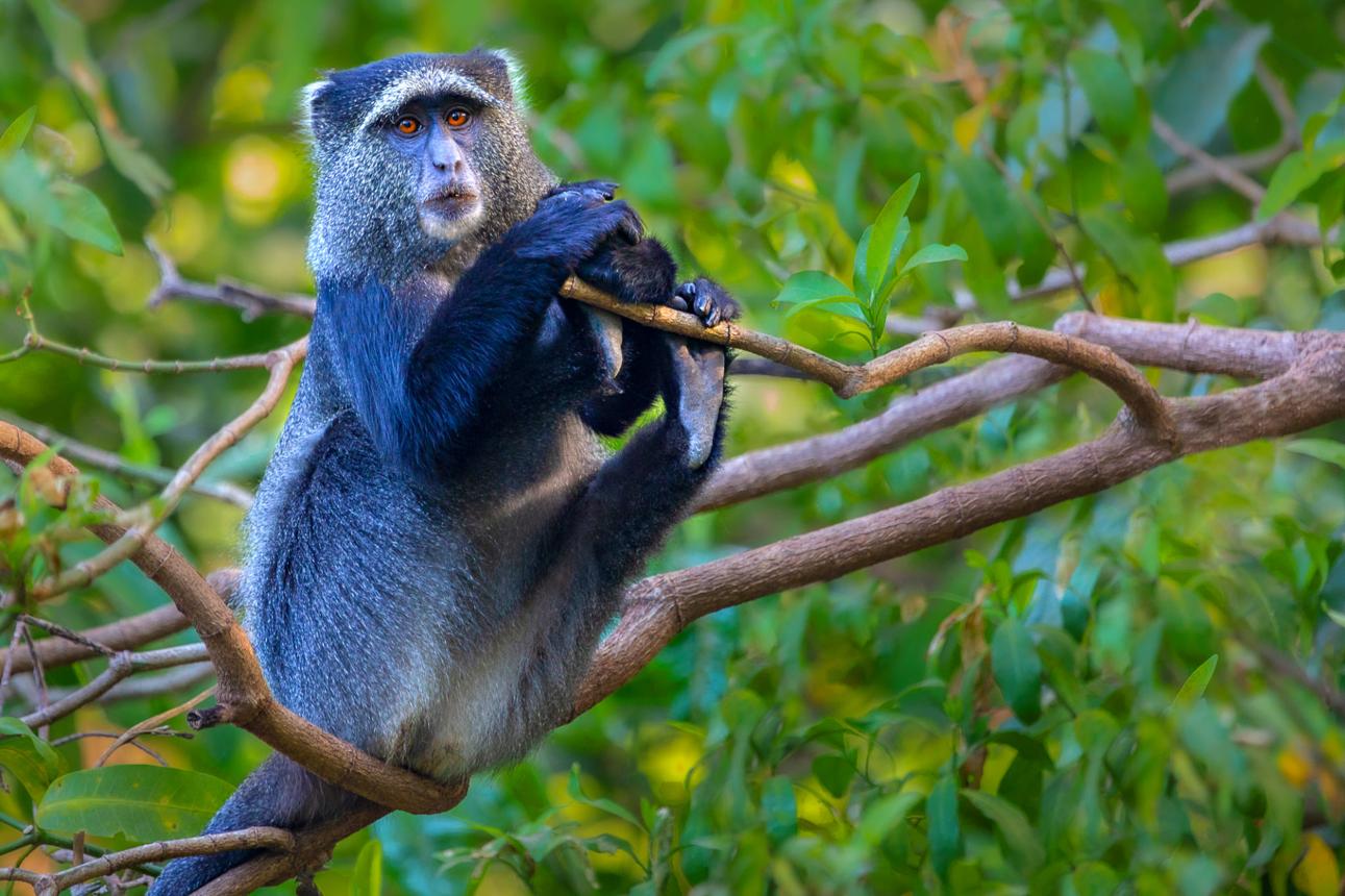 Singe bleu