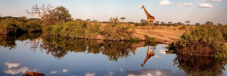 Girafe