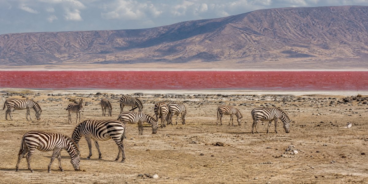 Beyond the Flamingos: Other Wildlife and Biodiversity of Lake Natron