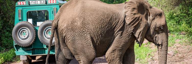 Éléphants