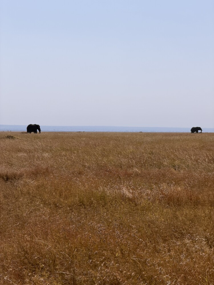 3-Day Ngorongoro Crater & Serengeti NP Tour gallery image 2