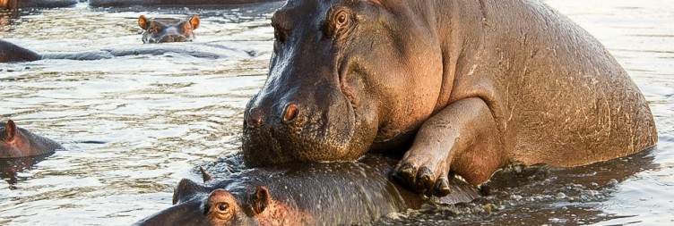 Hippos