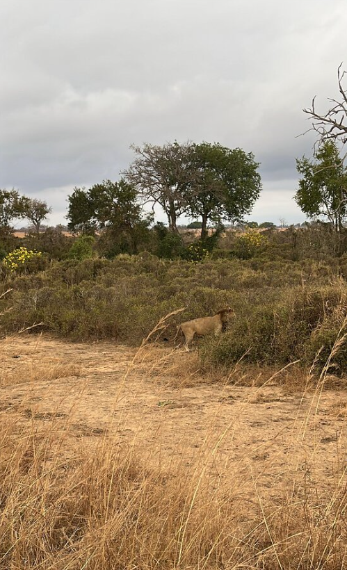 3-tägige Serengeti-Campingtour Galeriebild 7