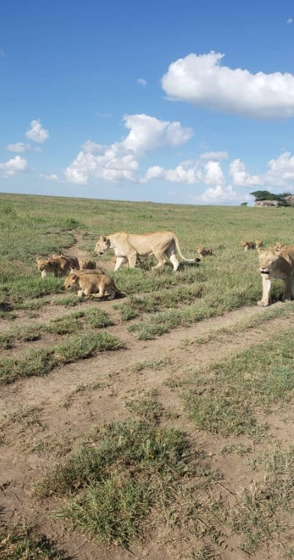 4-tägiger Tarangire-, Serengeti-Nationalpark- und Ngorongoro-Naturschutz Galeriebild 4