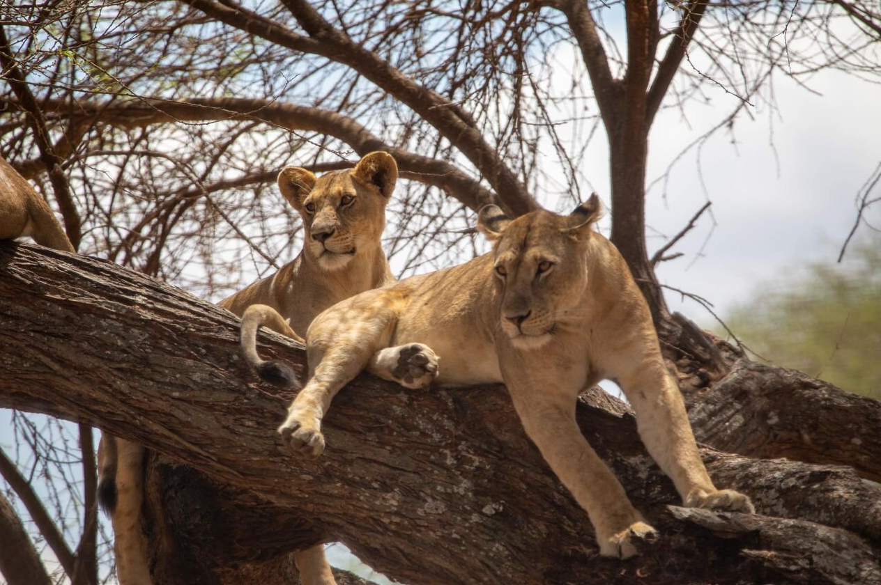 5-tägige Manyara-, Ngorongoro-, Serengeti- und Tarangire-Tour Galeriebild 6