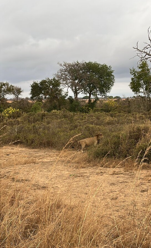 4 dias Lago Manyara NP, Serengeti NP e cratera Ngorongoro imagem da galeria 6