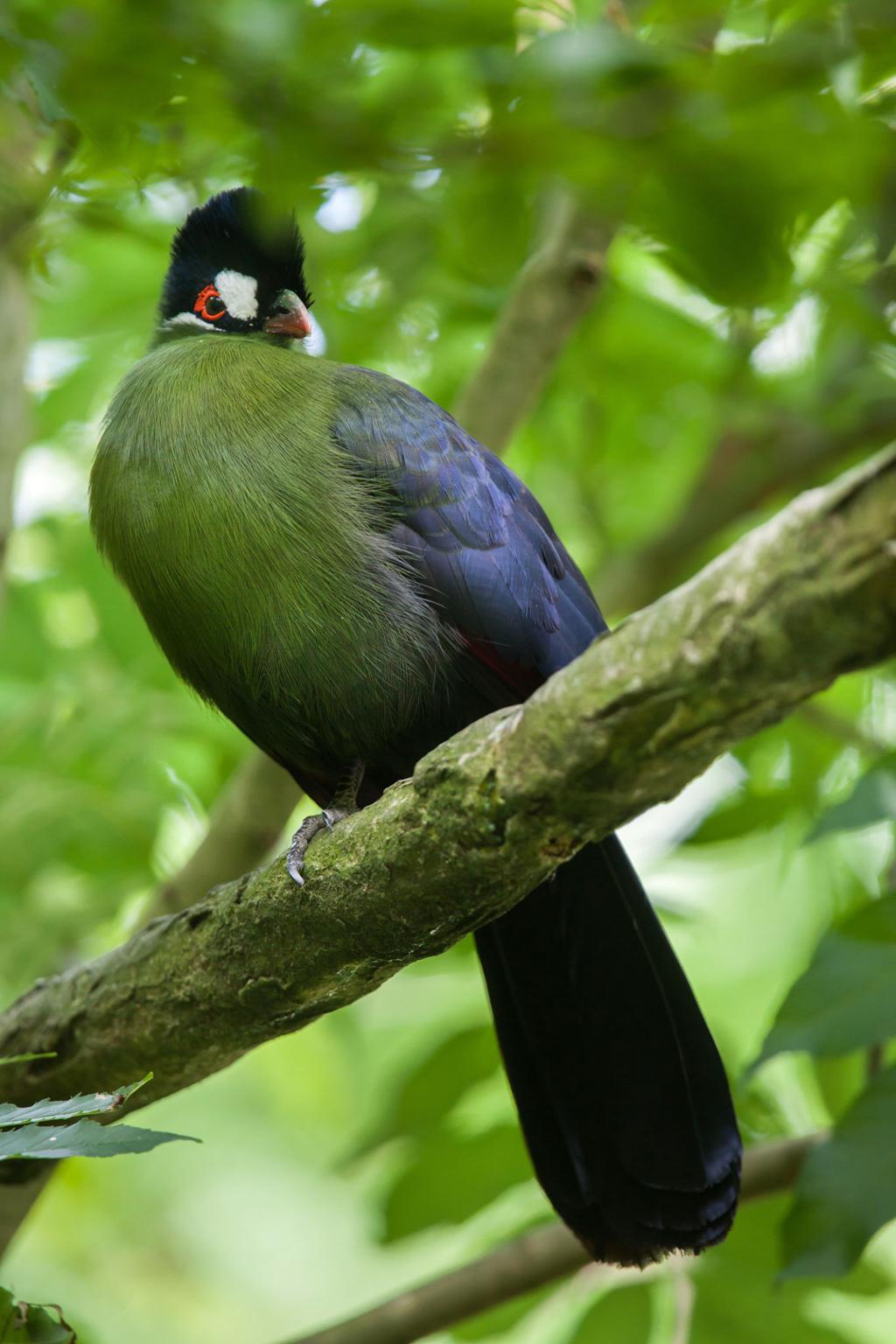 Touraco