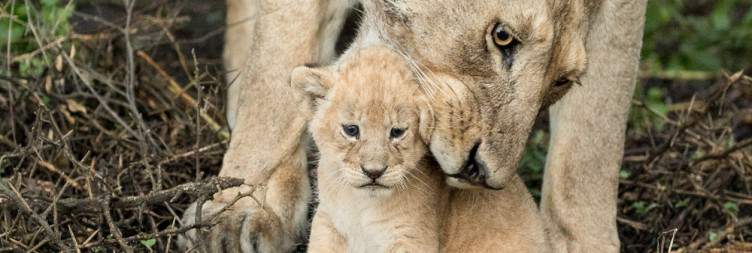 Lions