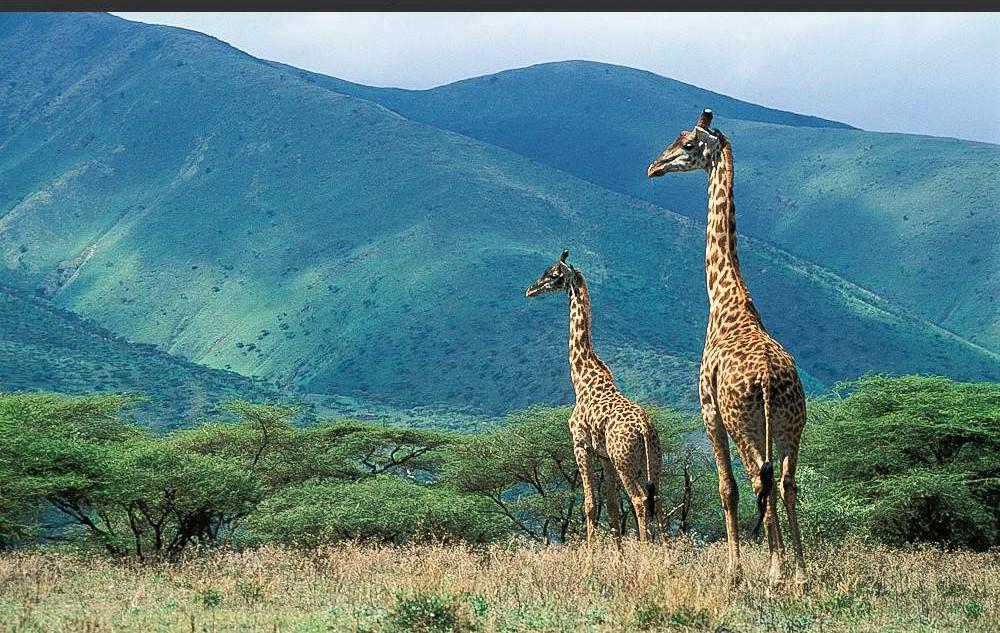 4-Day Tarangire, Lake Natron, Serengeti and Ngorongoro Tanzania safari package
