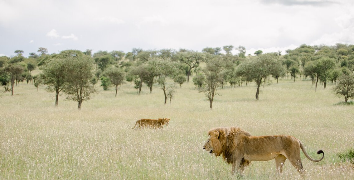 3-Day Ngorongoro Crater & Serengeti NP Tour gallery image 3
