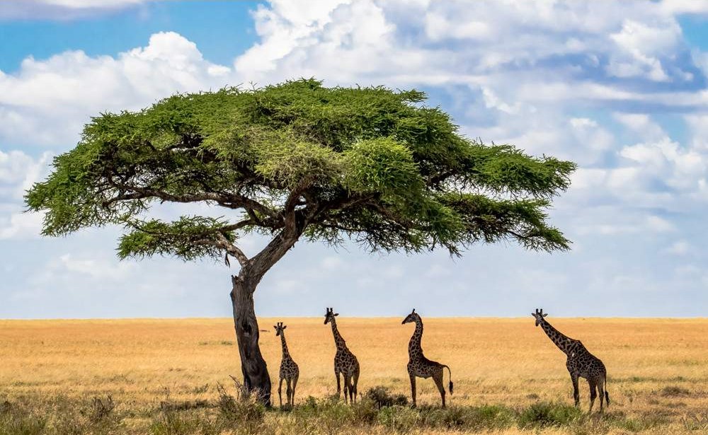4-Day Ngorongoro Crater, Lake Manyara & Serengeti NP Tanzania safari package