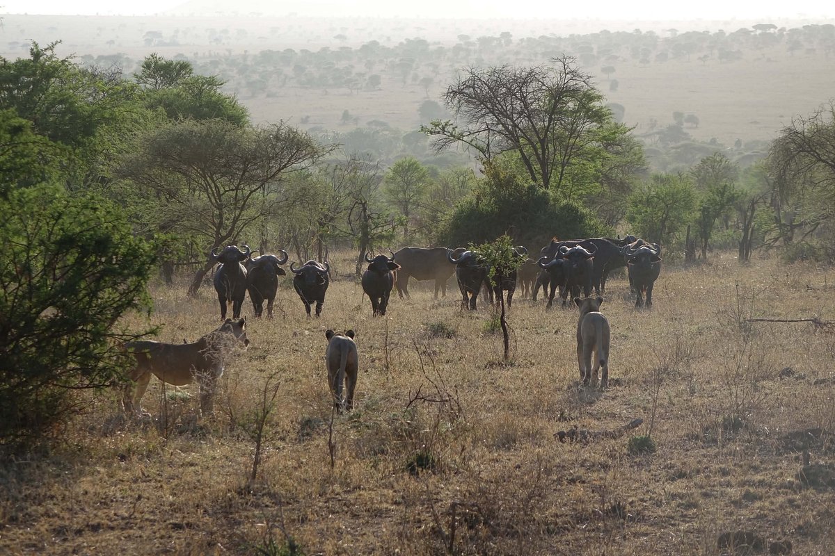 Amazing safari!