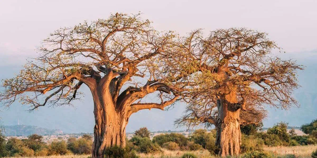 4 dias Lago Manyara NP, Serengeti NP e cratera Ngorongoro imagem da galeria 5