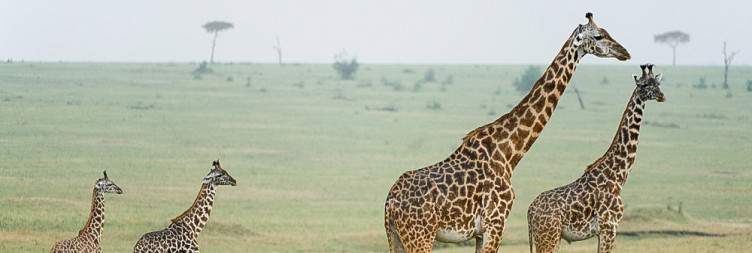 Girafes