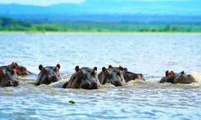 Hippo Pools