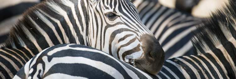 2-Day Fly in from Zanzibar Luxury Safari Tanzania safari package