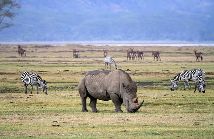 2-tägige Campingtour zum Lake Manyara und Ngorongoro Galeriebild 5