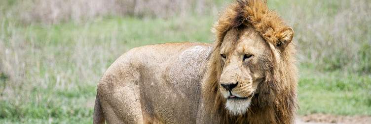 3-Day Luxury Adventure from Zanzibar, Fly in and Out Tanzania safari package