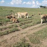 6-tägige Campingtour durch Tansania Galeriebild 7