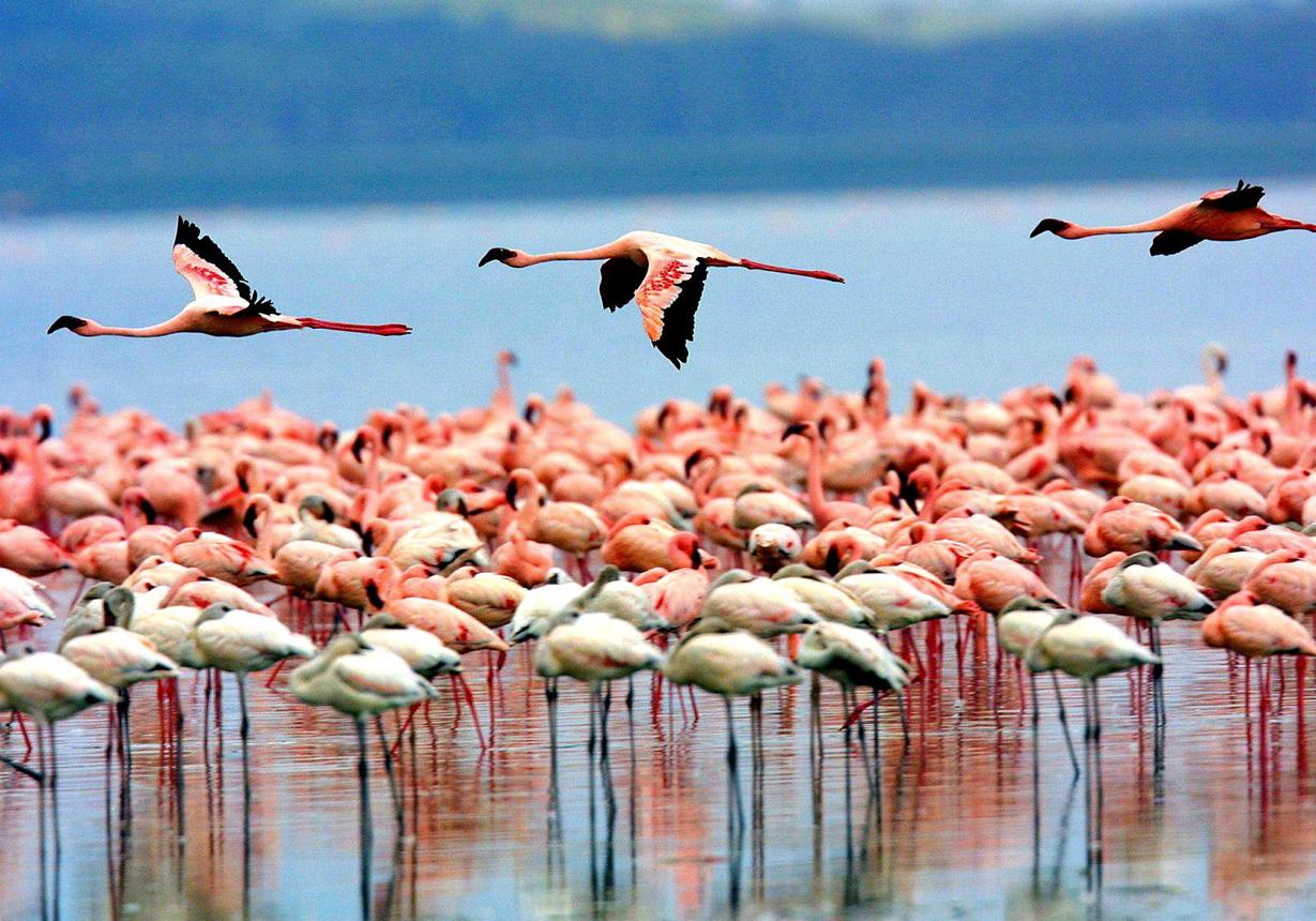 5-tägige Manyara-, Ngorongoro-, Serengeti- und Tarangire-Tour Galeriebild 1