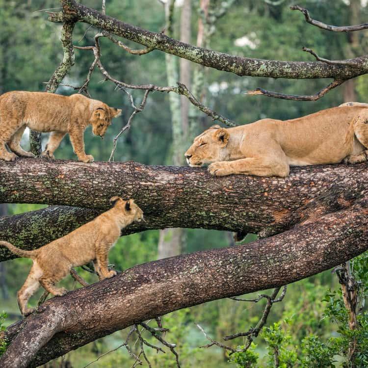 4 dias Lago Manyara NP, Serengeti NP e cratera Ngorongoro imagem da galeria 2