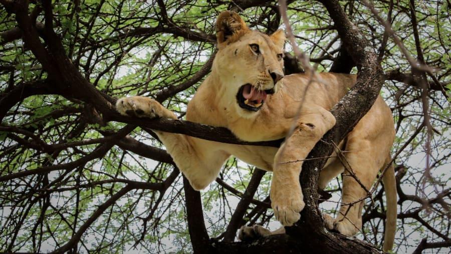 3-tägige Tarangire-, Lake Manyara- und Ngorongoro-Mittelstreckentour Galeriebild 2