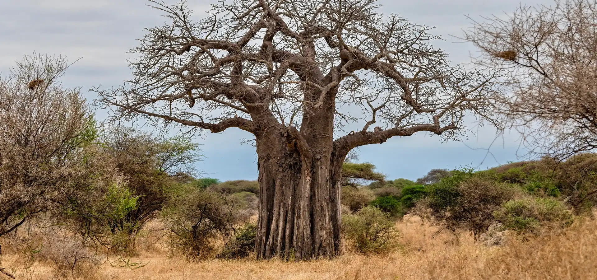 Tarangire in October: Why It’s a Great Month for an Elephant Safari