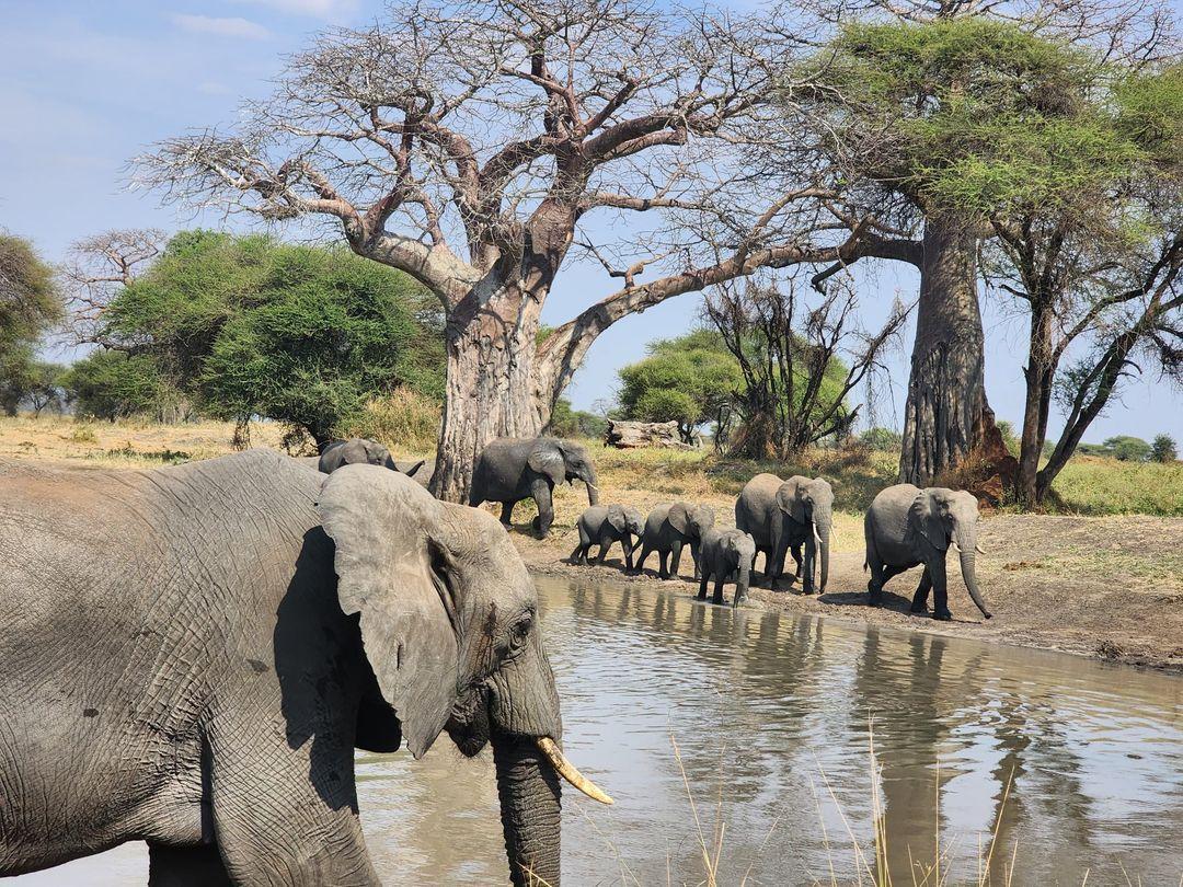 3-tägige Tarangire-, Lake Manyara- und Ngorongoro-Mittelstreckentour Galeriebild 4