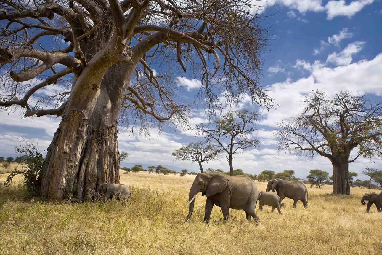 5-tägige Manyara-, Ngorongoro-, Serengeti- und Tarangire-Tour Galeriebild 7