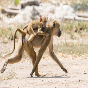 Baboon