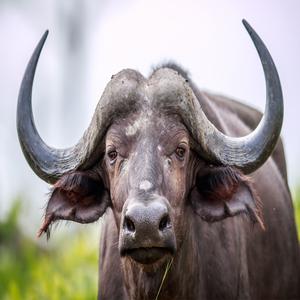 Buffalo