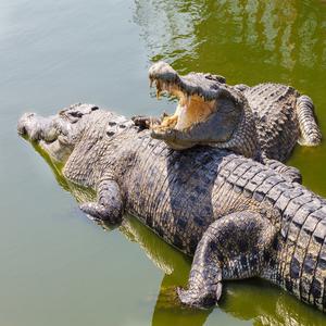 Nile Crocodile