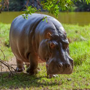 Hippo